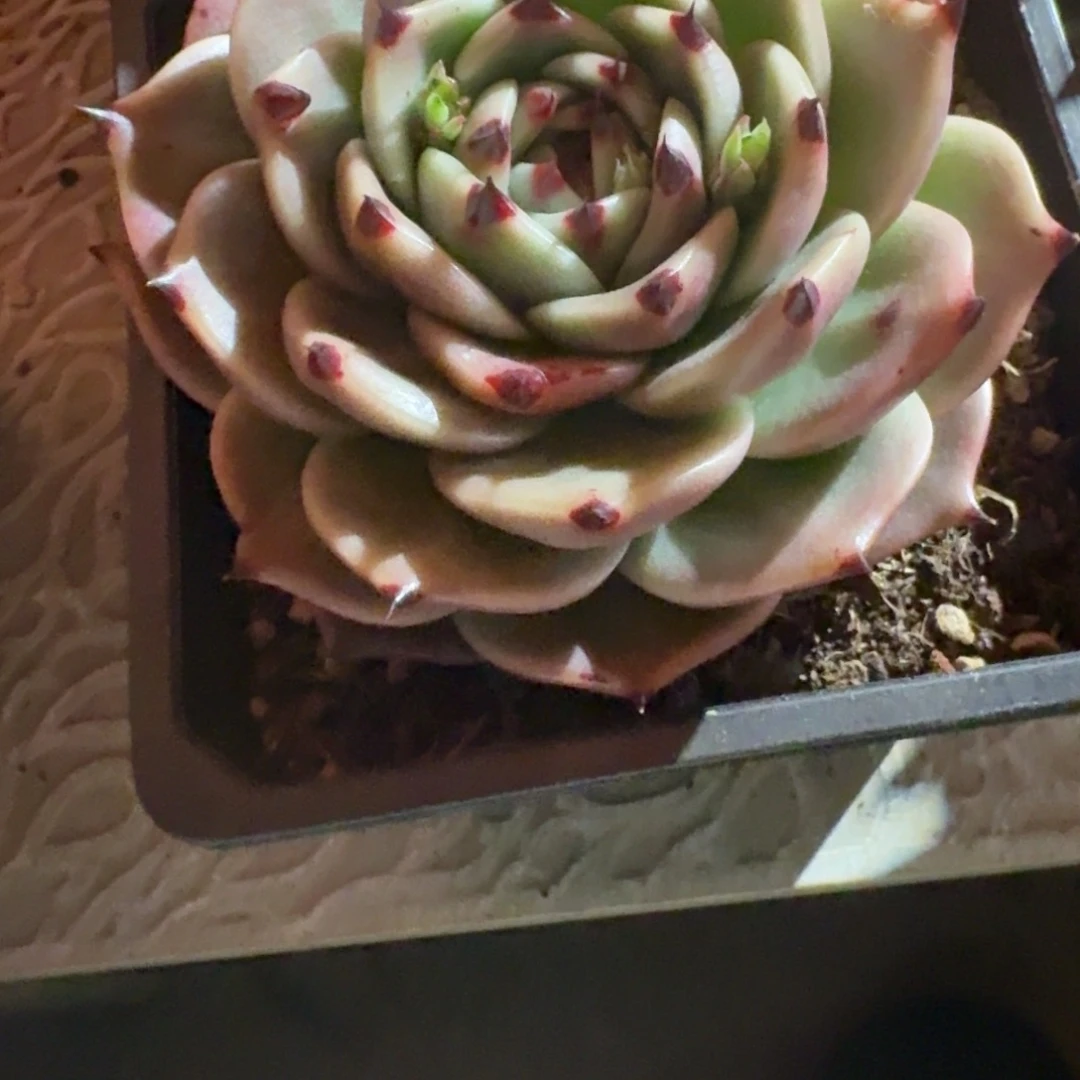 专拍链接多肉精品