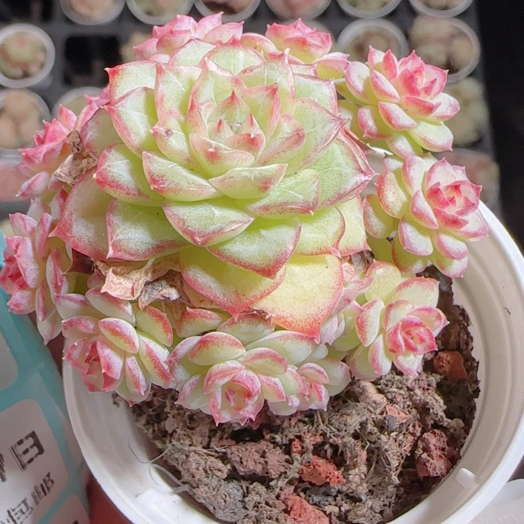 开****花语多肉1217-228整