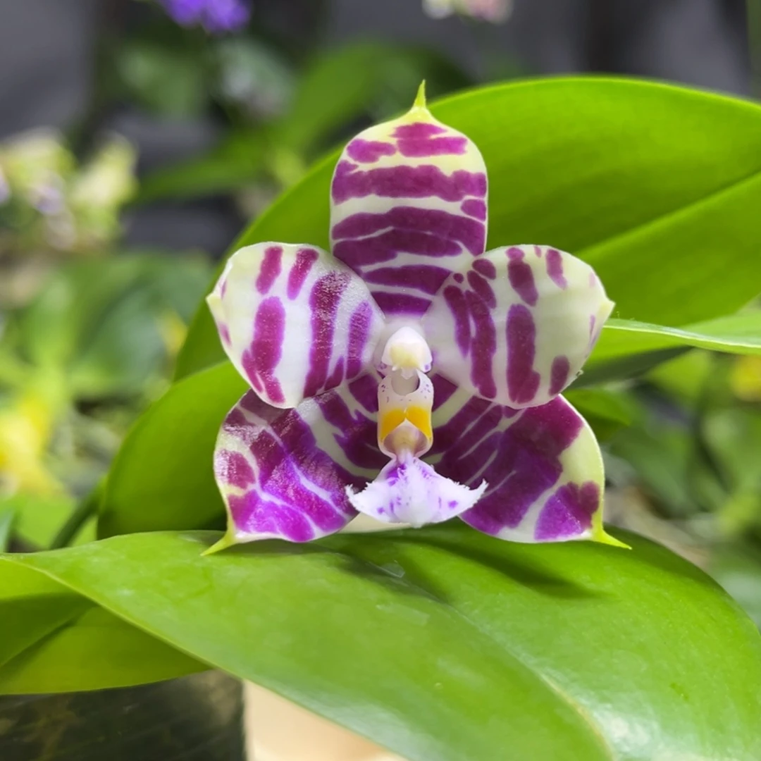 完全开放2.5寸yc68开花株