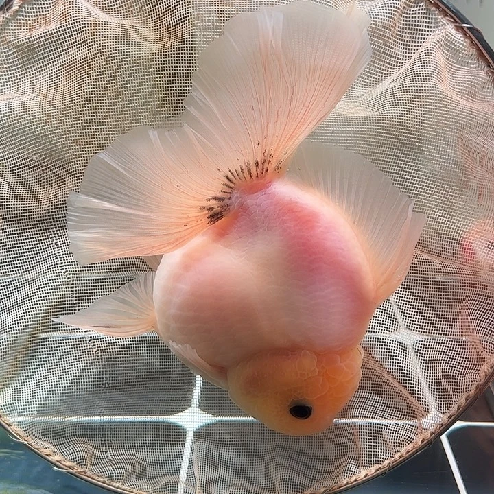 金鱼百褶泰式压成6