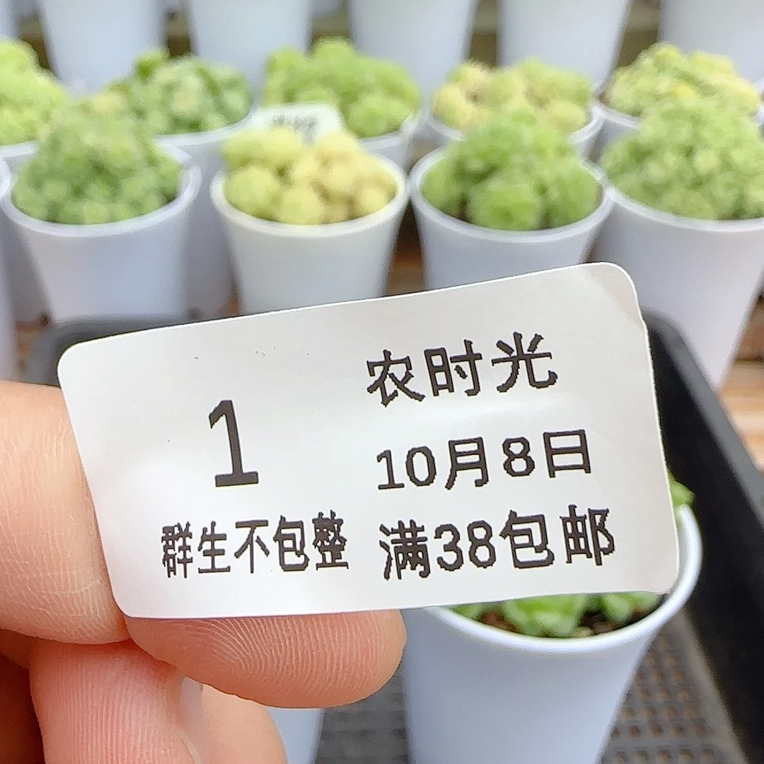 萱***草【闪购商品】1008-1两颗