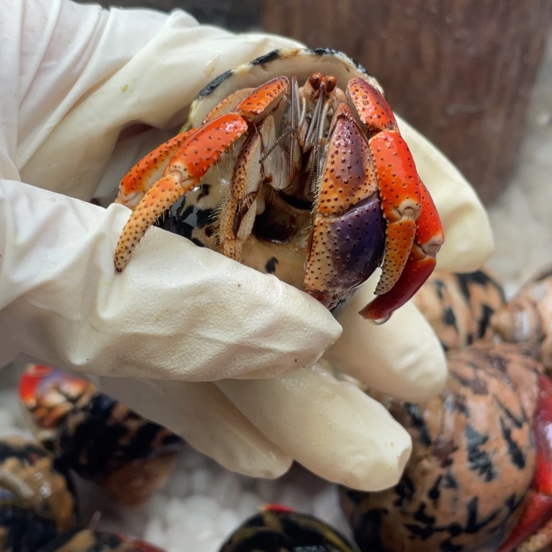 2.2美年达腿腿西伯3