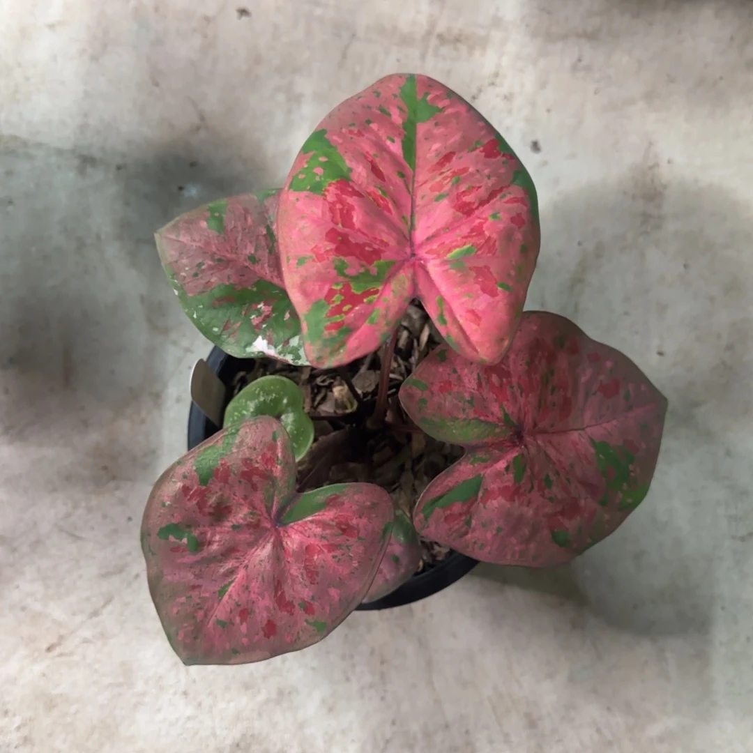 131-0915泰国发货草莓布丁