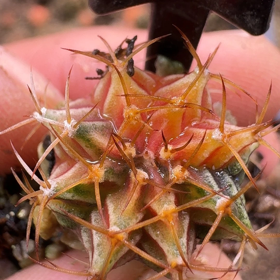 米哈实生自然锦252