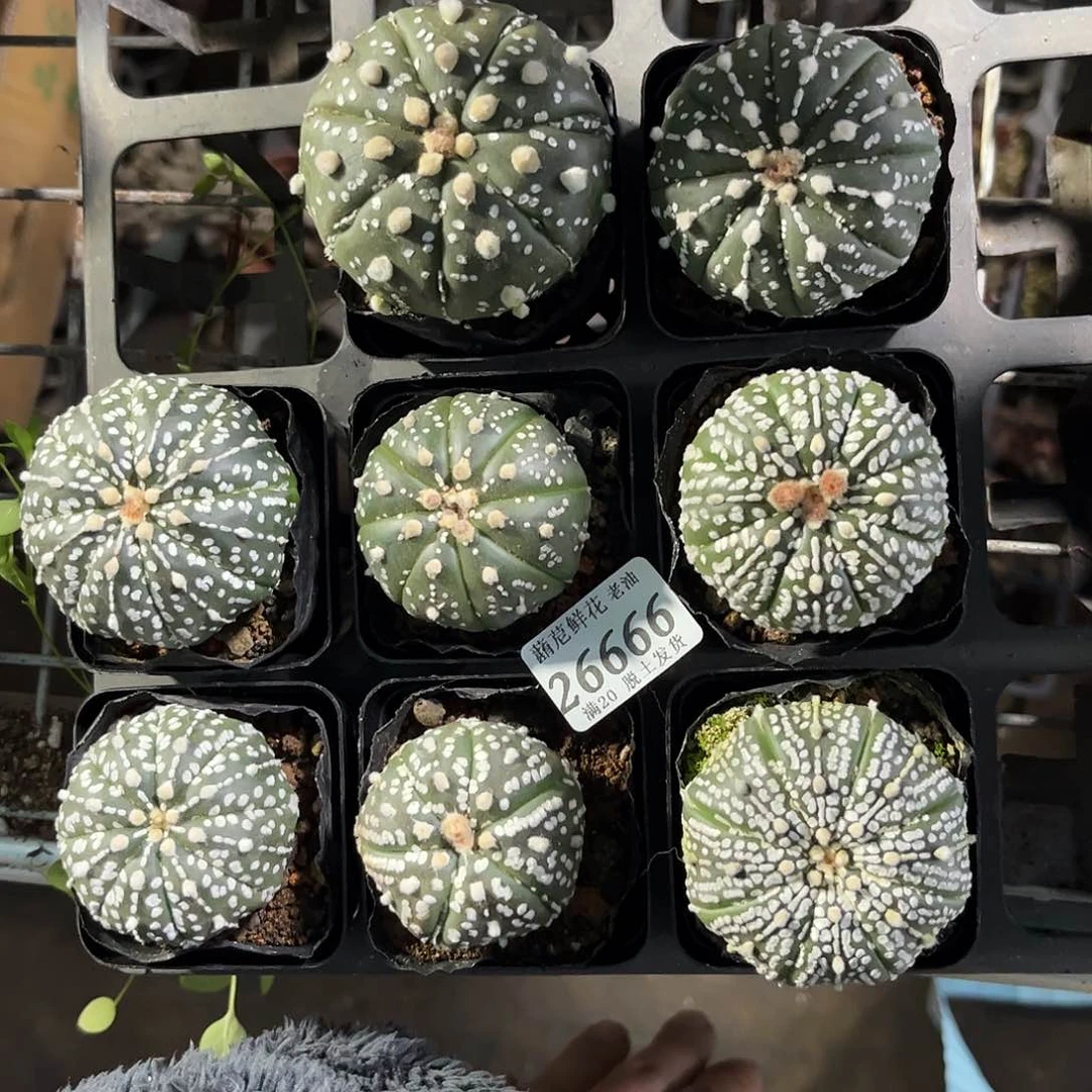 26666一物一拍单头发货