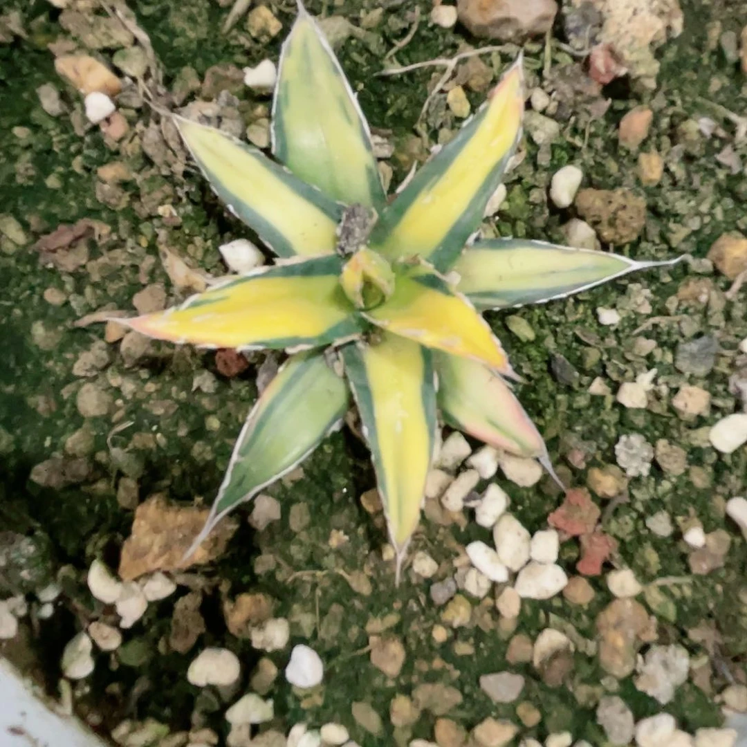 S****6汝中斑小苗龙舌兰