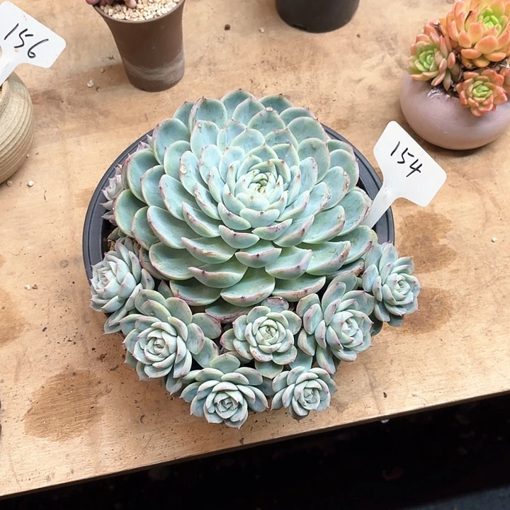 多肉植物，粉水晶154号