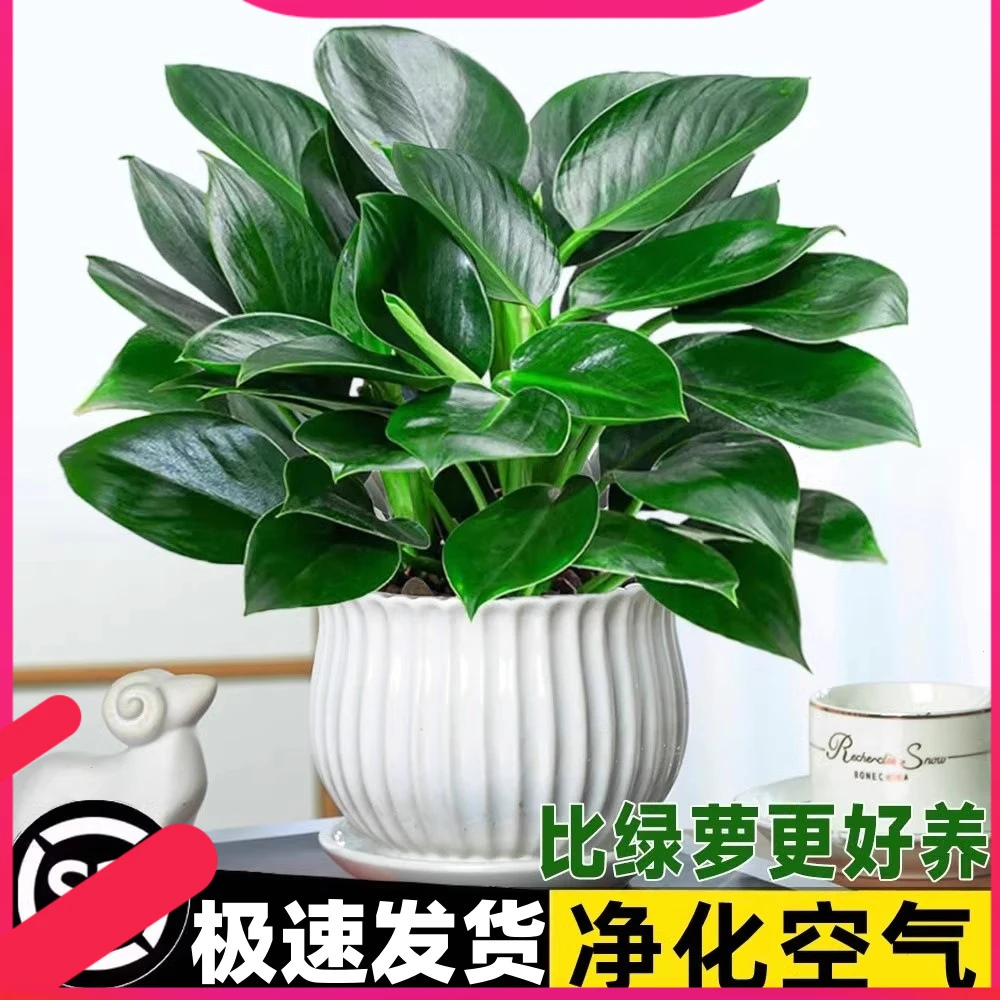 金钻盆栽植物钻绿萝箩水培大叶绿植多肉办公室内懒人好养花卉