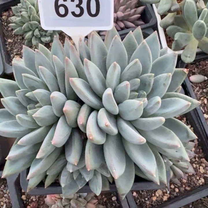 红蛋一物一拍630.