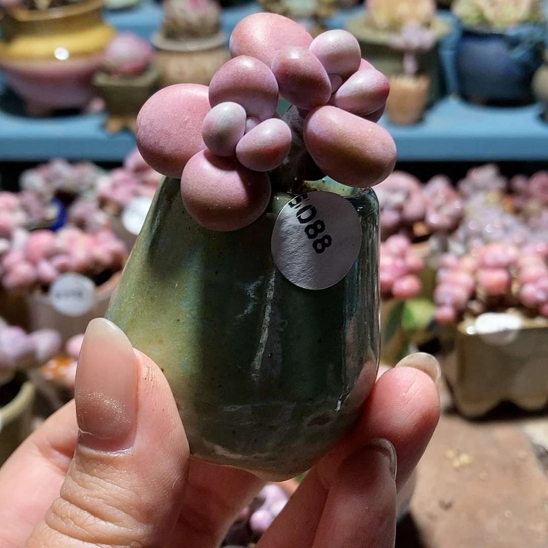 风**时5088糖果腰子蛋带盆土