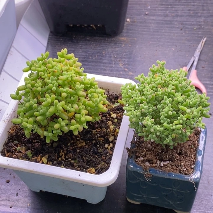 戴**?645金橘➕蜜橘。