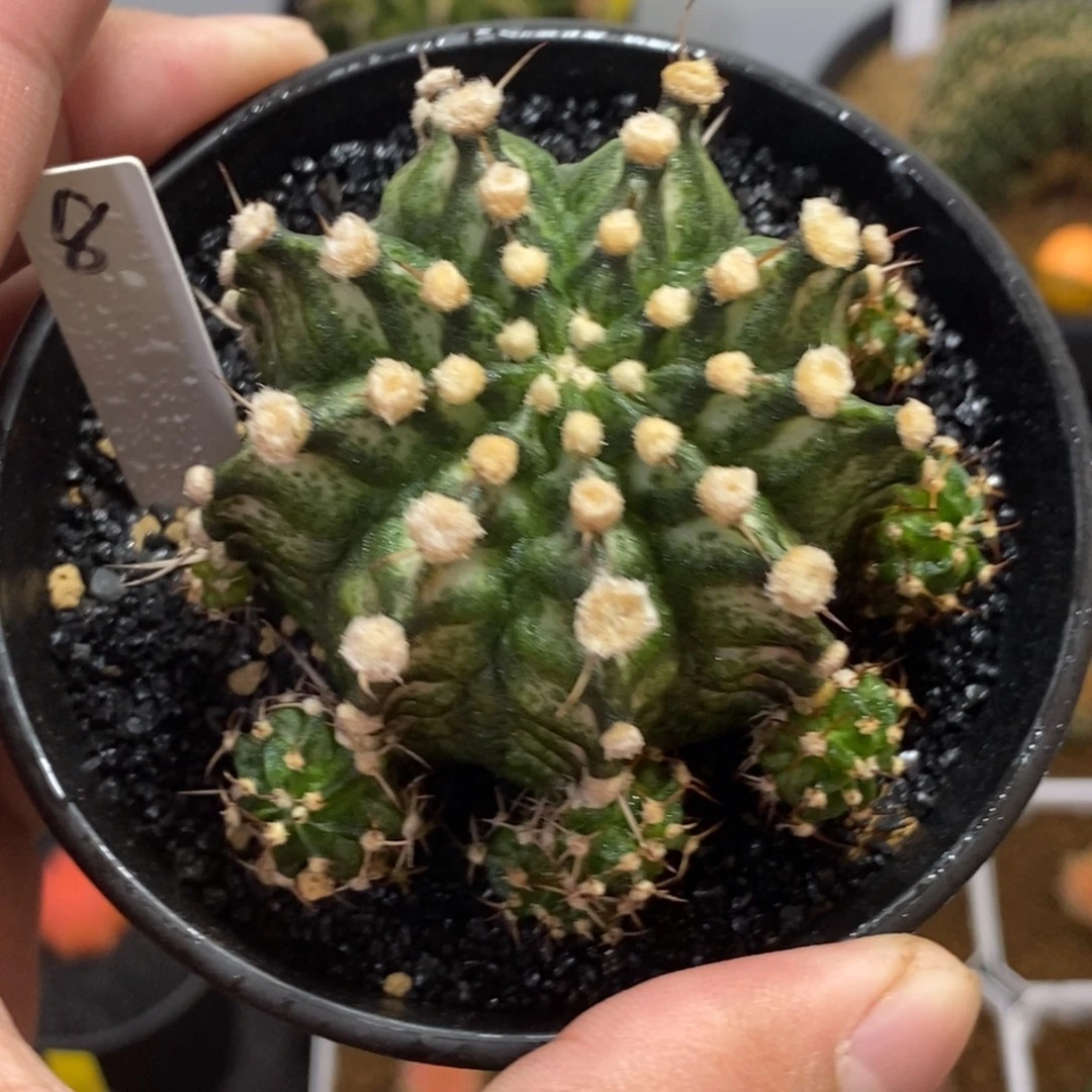 高绒肋骨海神—带盆土发货11