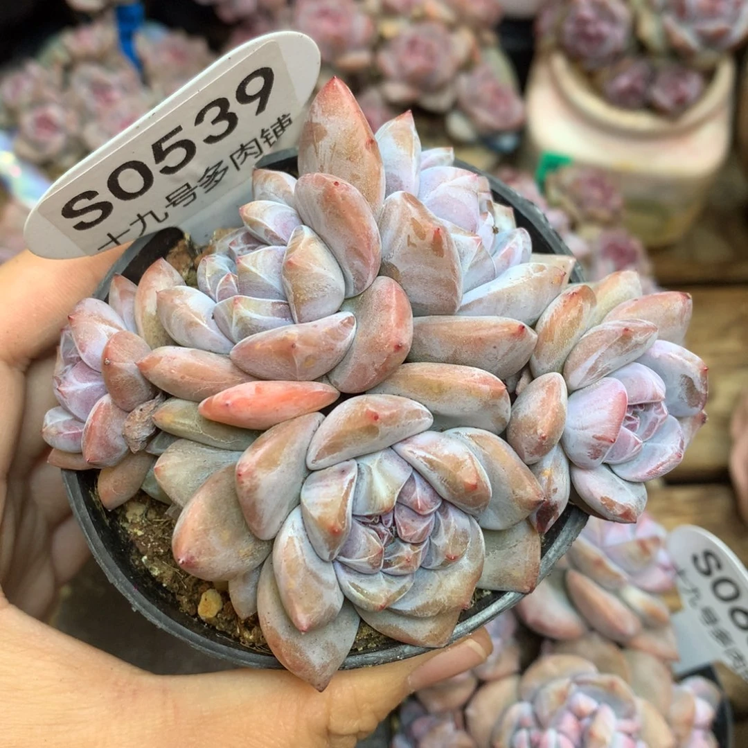 S0539 突尼斯 背景同款