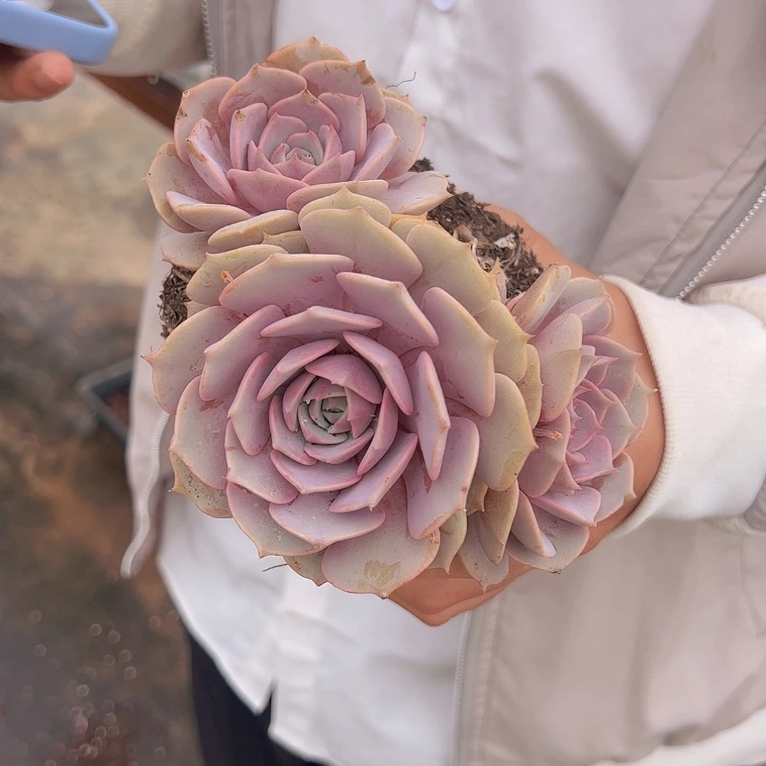 多头起发粉蝶一盆