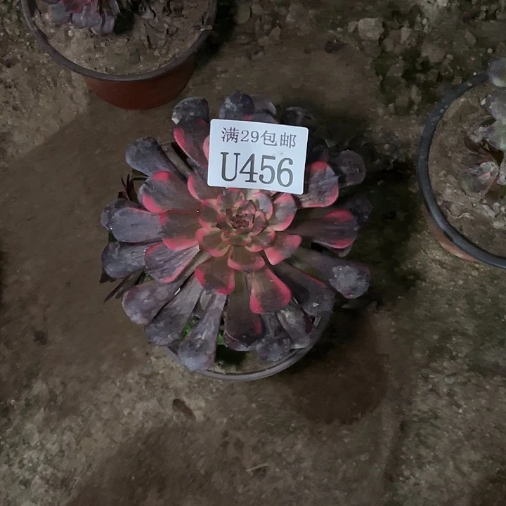缘***梦456烟花多肉植物