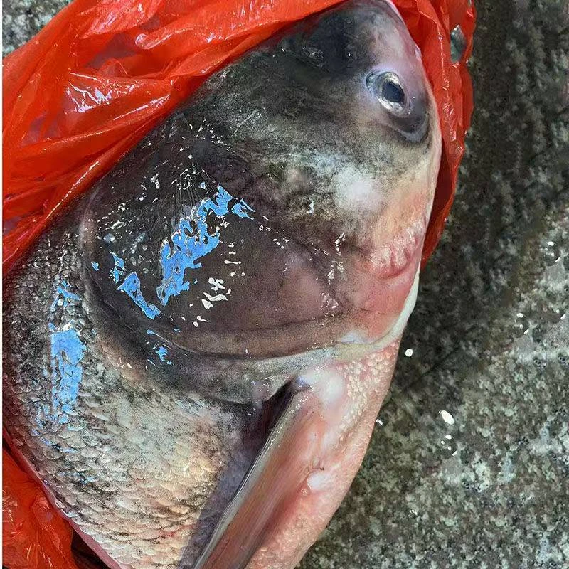 东北花莲鱼头大胖头冷水鱼