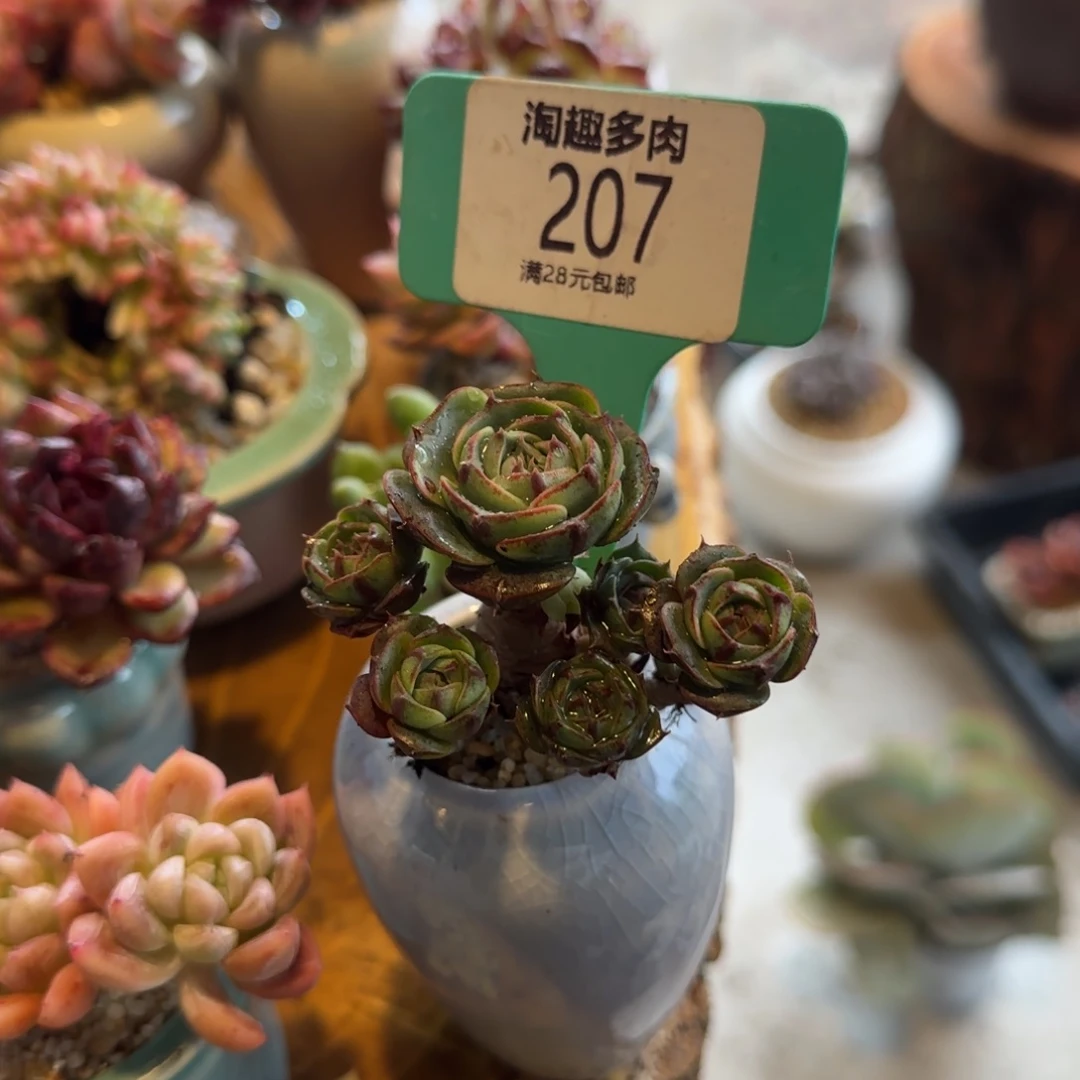 多肉植物克罗西求生