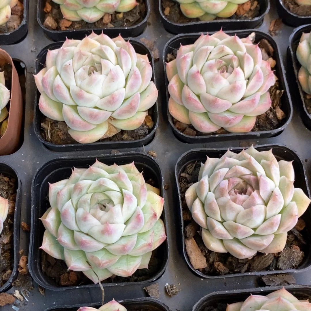 158。桃酪单头。福利多多