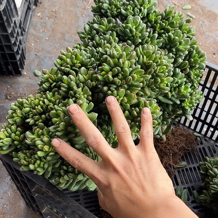 招财猫16.99多肉植物