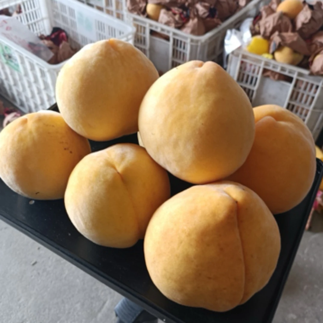 黄桃湖北新鲜现摘脆甜多汁应季水果黄桃