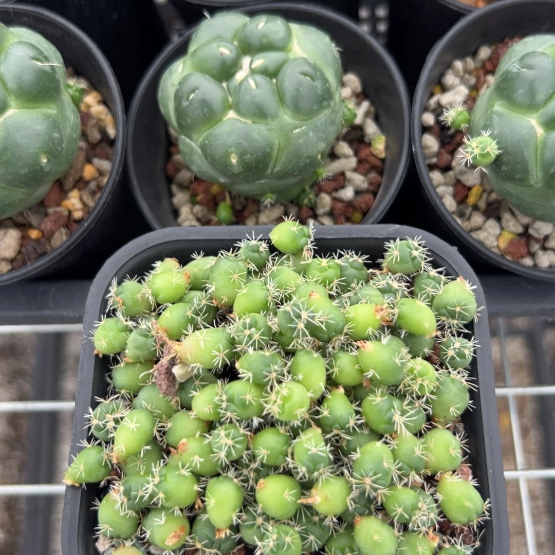 泰系无刺象牙侧芽2颗