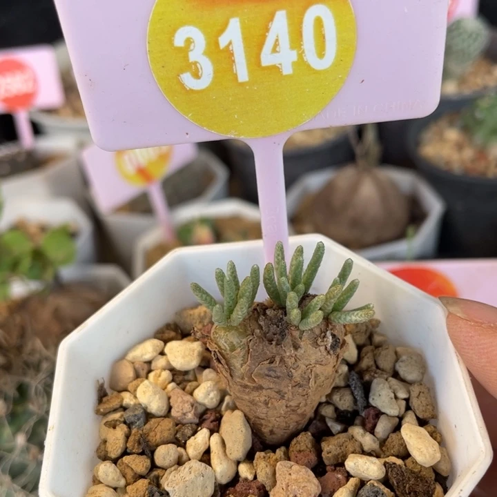 红花韧锦一棵3140