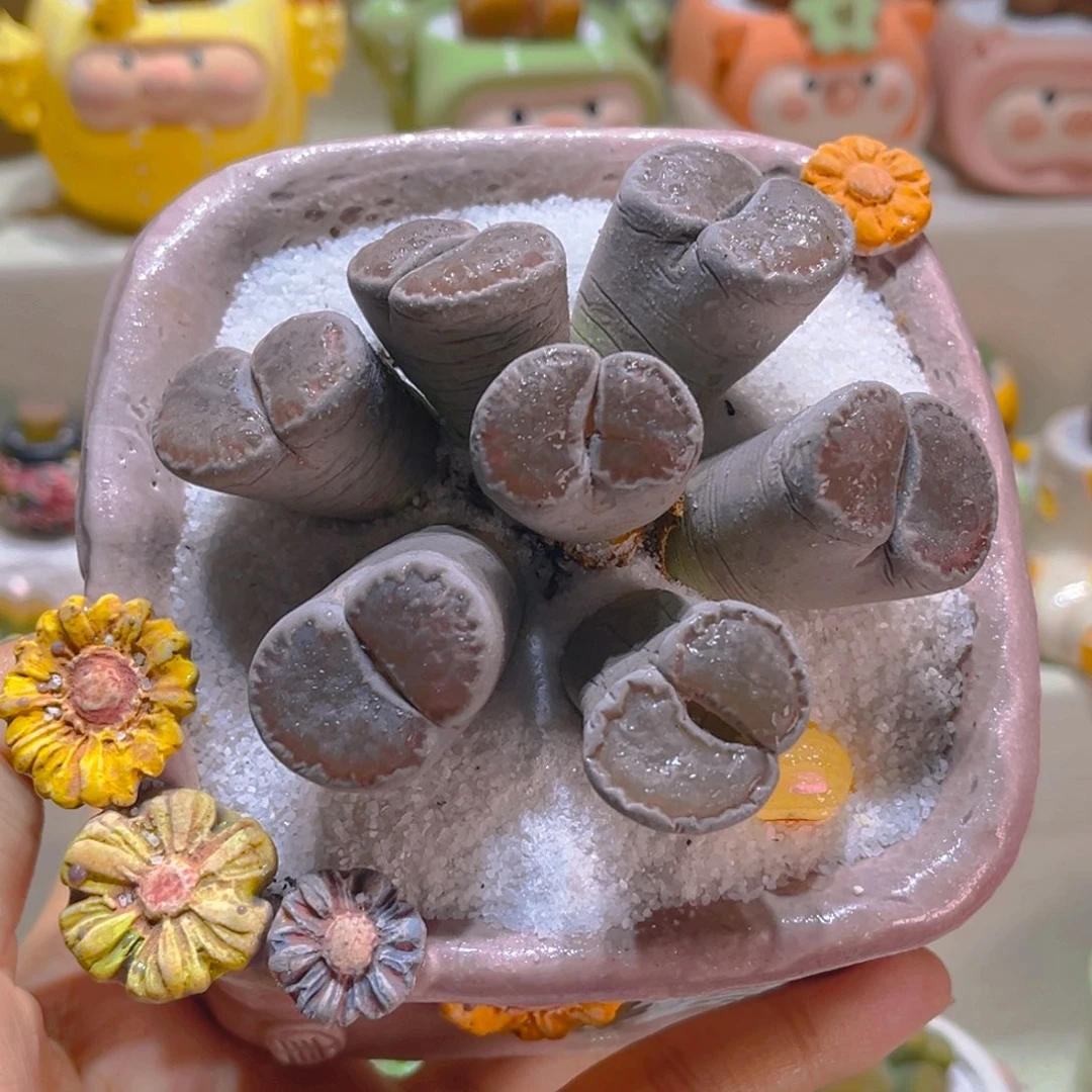 102高端多肉带盆带土手工盆