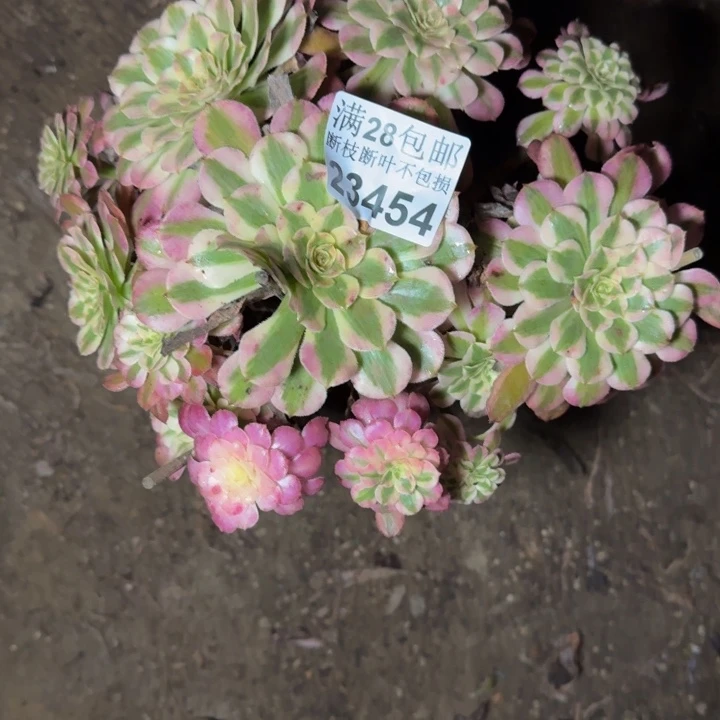 23454同白多肉植物