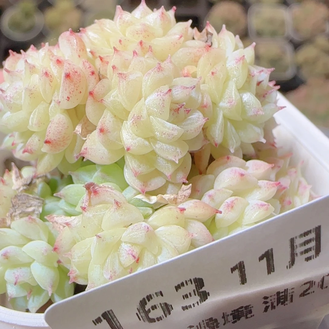 花语逸镜1113-163散