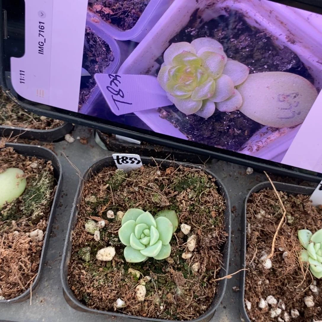 上盆甜心833苗一个