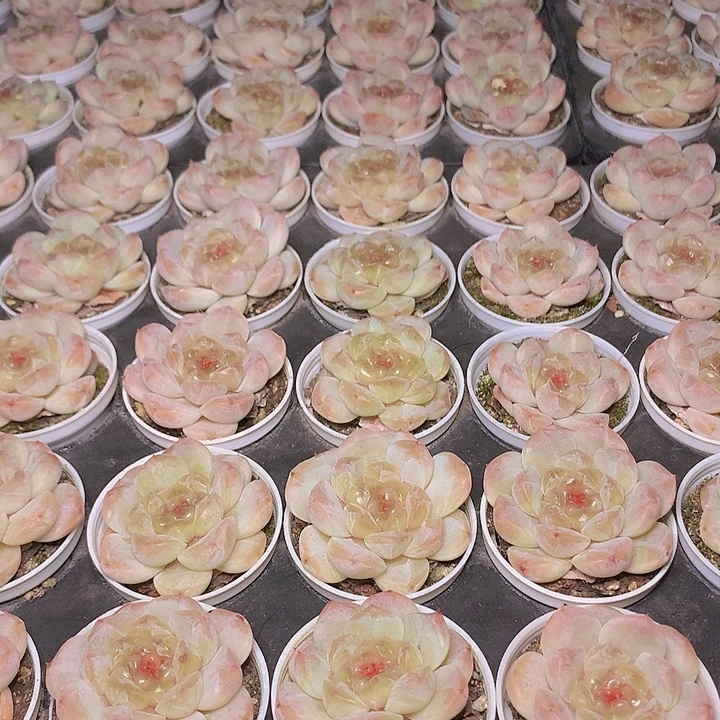 湖镜单头带盆发货