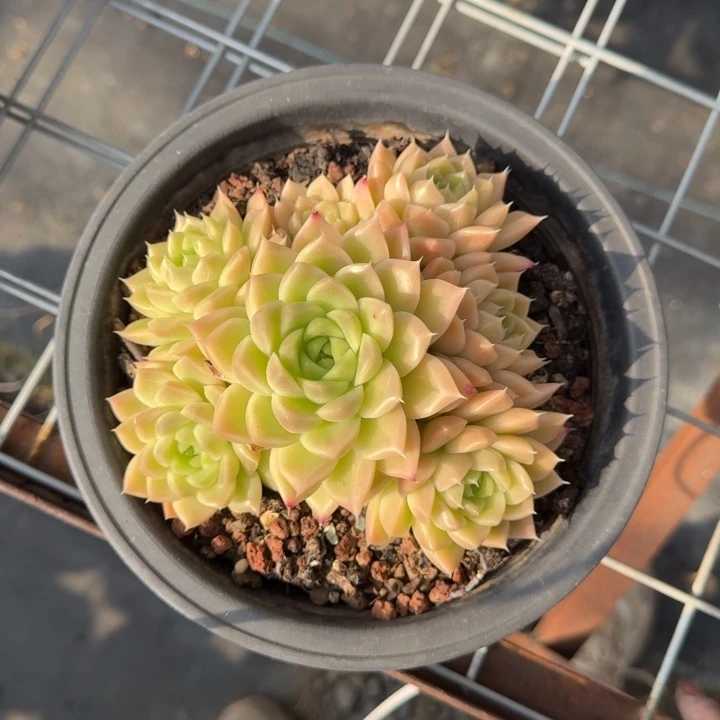 不知名多肉植物绿植