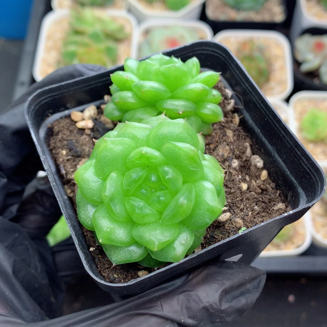 58包邮  群生不包整灯泡珍妮87