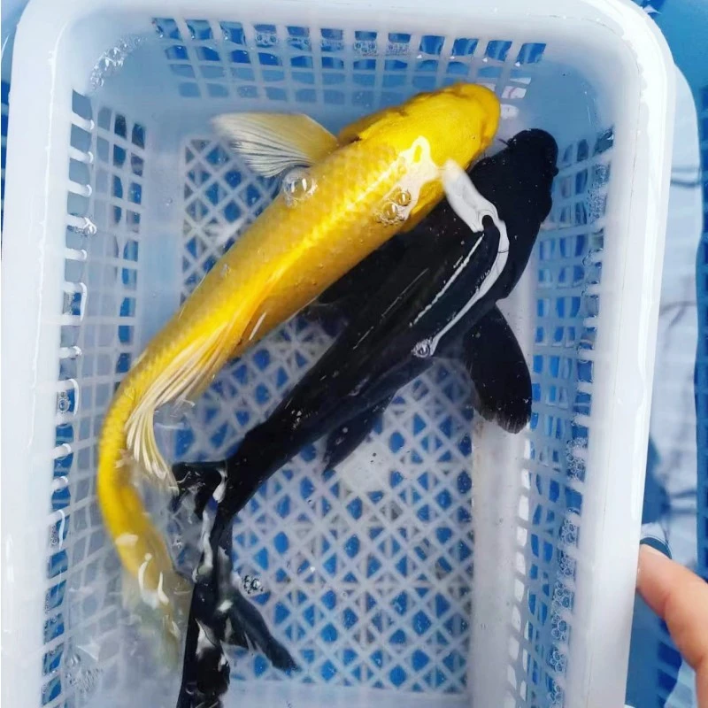 5号【1黄1黑】18-20公分黄金锦鲤黑金锦鲤 冷水观赏鱼