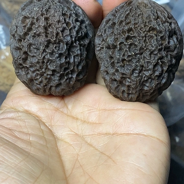 把件文玩核桃云南铁核桃87