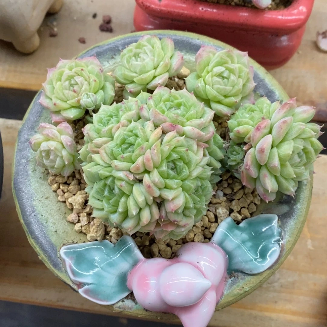 精品多肉一物一拍不包整135