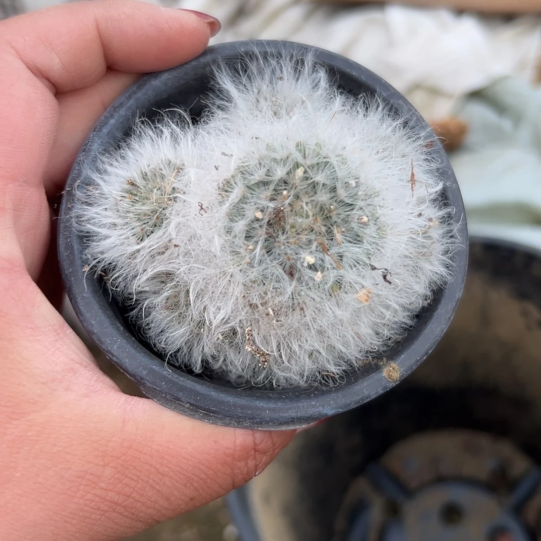 多肉植物下播福利