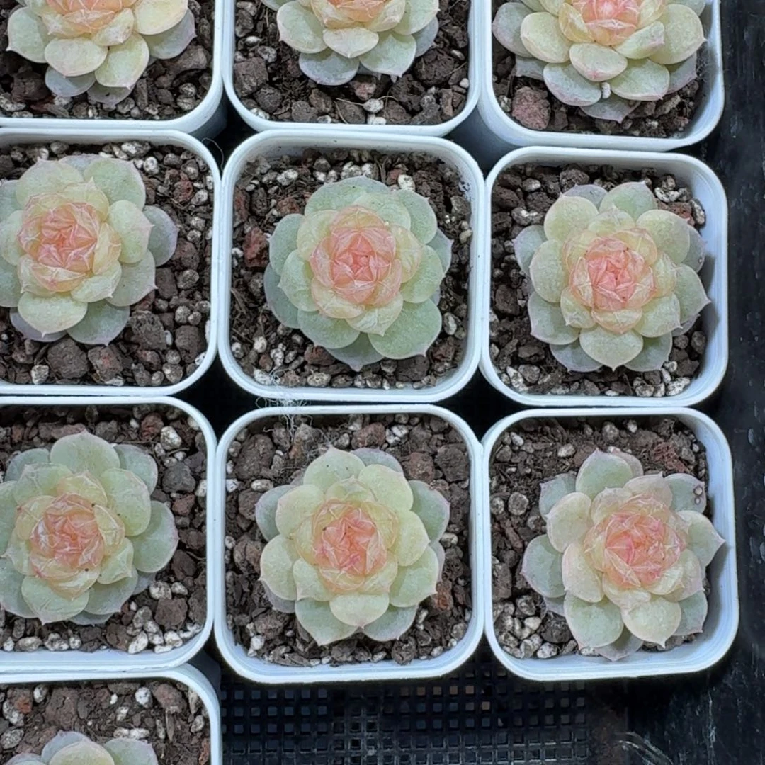 1127-042-冰沙一颗量拍