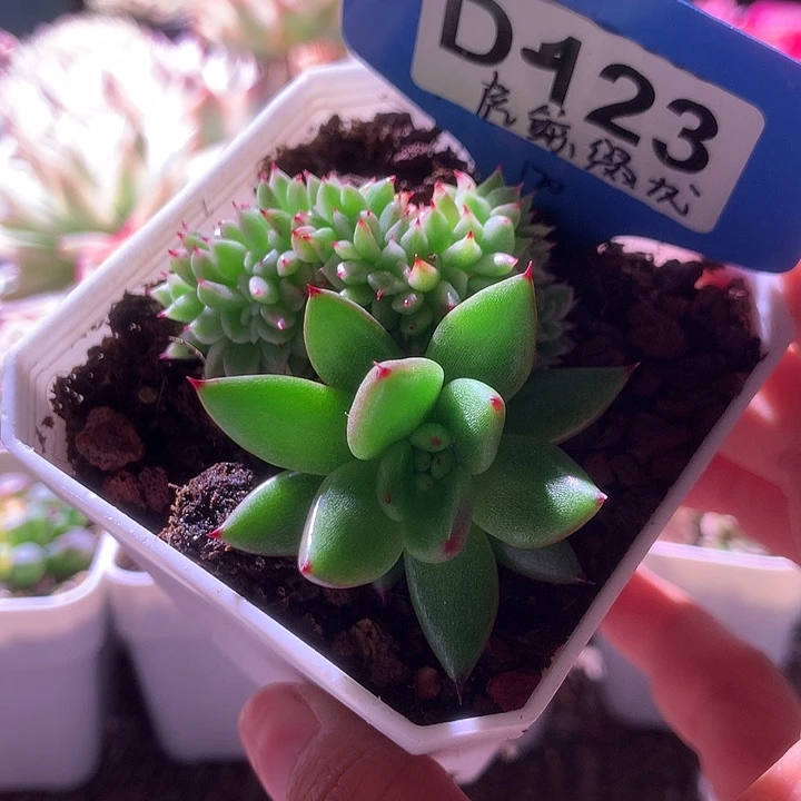 虎鲸龙头缀化有根