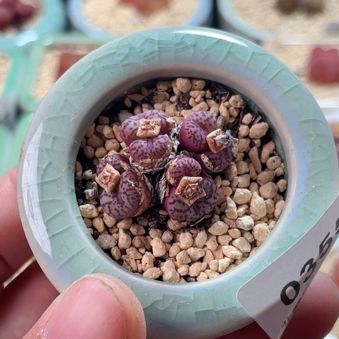 无花朵0355--一物一拍 带盆