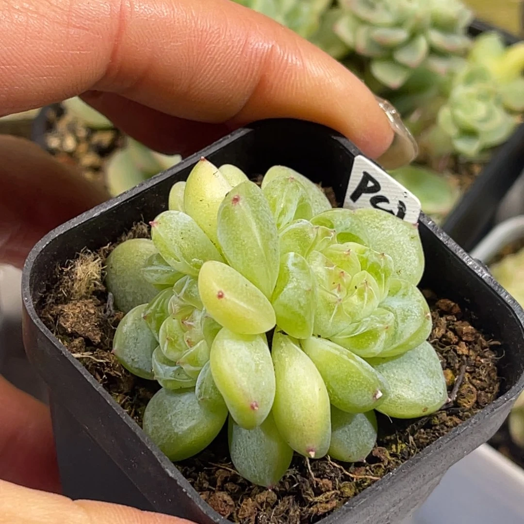 财富密码 PC1 双头