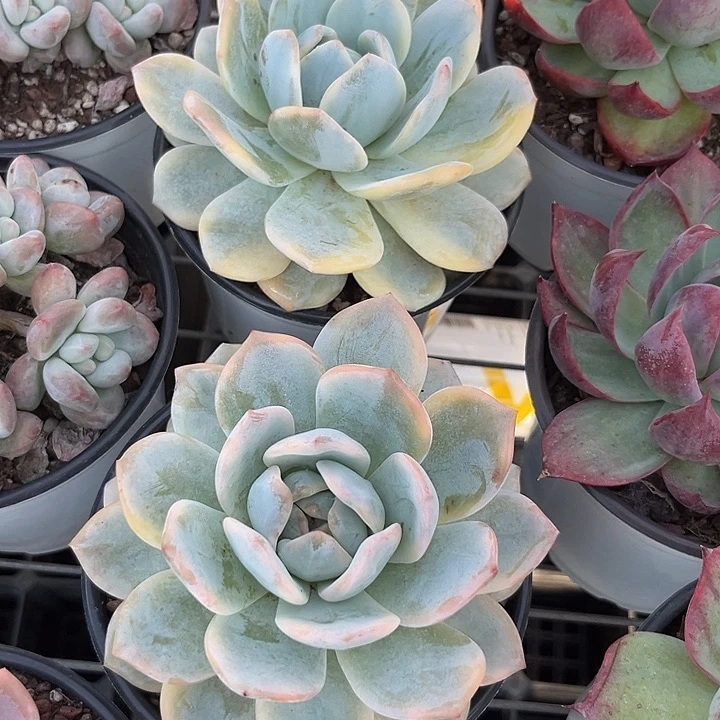 总***朕橙景36789998在999