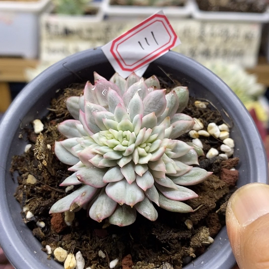 15111 青苹果锦朵朵缀