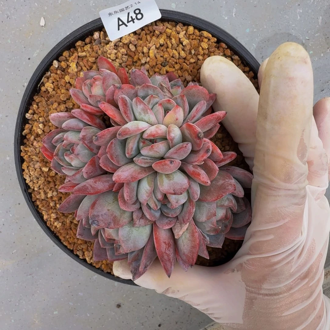 a a a a a a a a a 48