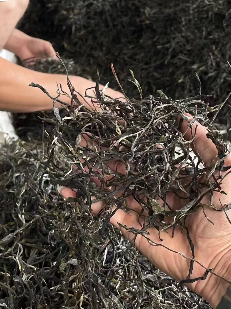 2025年（秋茶）古树生茶散茶