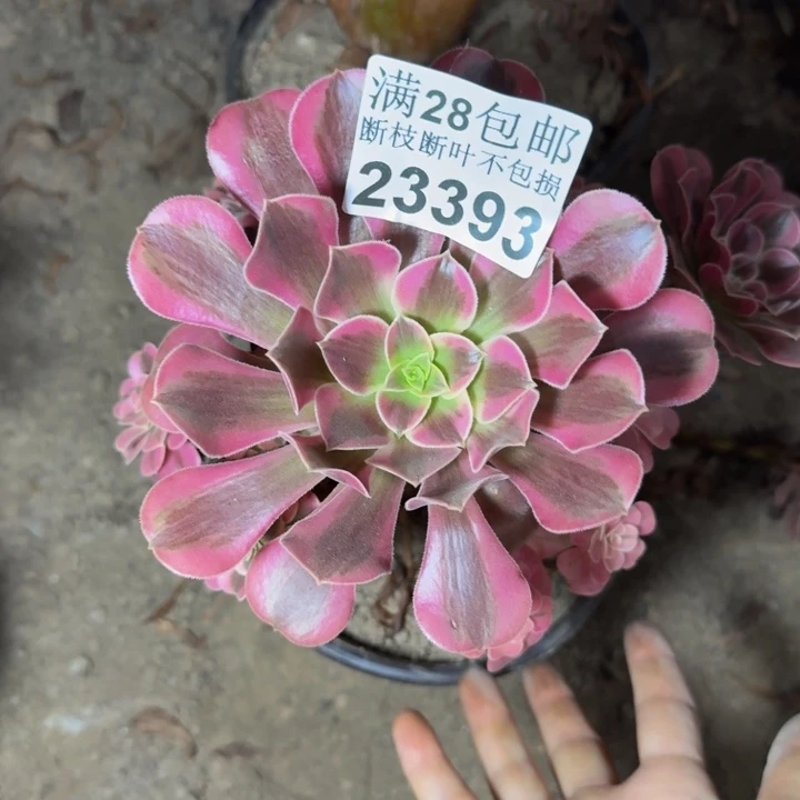 23393南美杜莎不包断枝