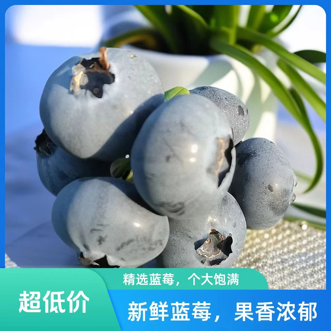 《大娟娟专属》山东L25花香蓝莓新鲜采摘脆甜清爽香甜爆汁