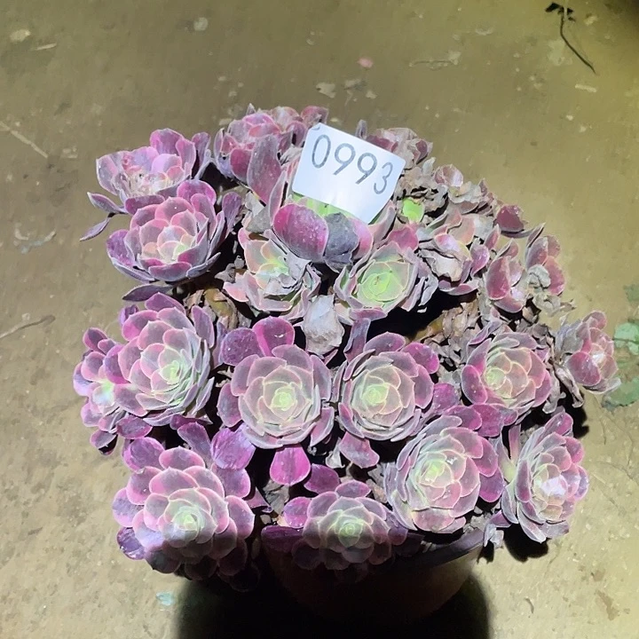 多肉植物法师993凤冠