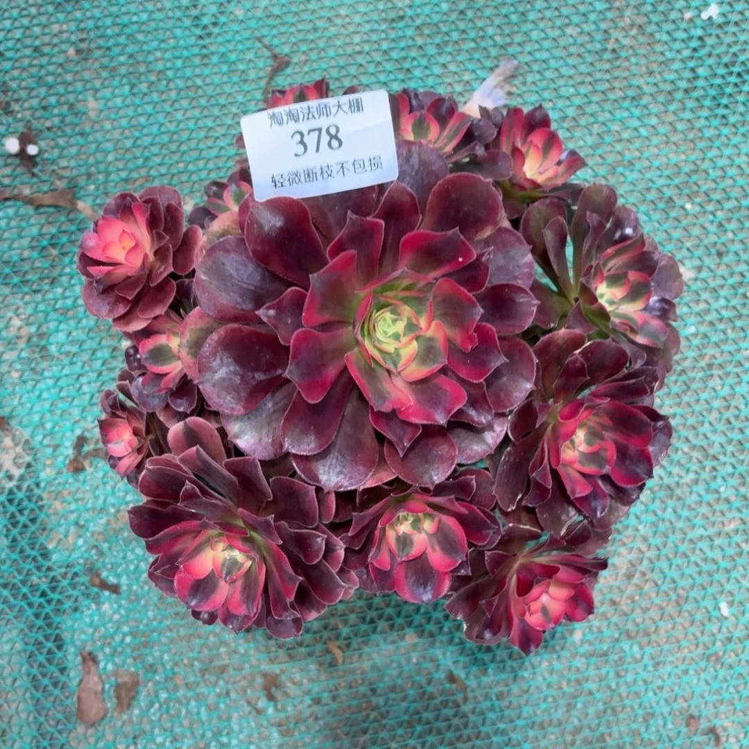 378美杜莎多肉植物法师