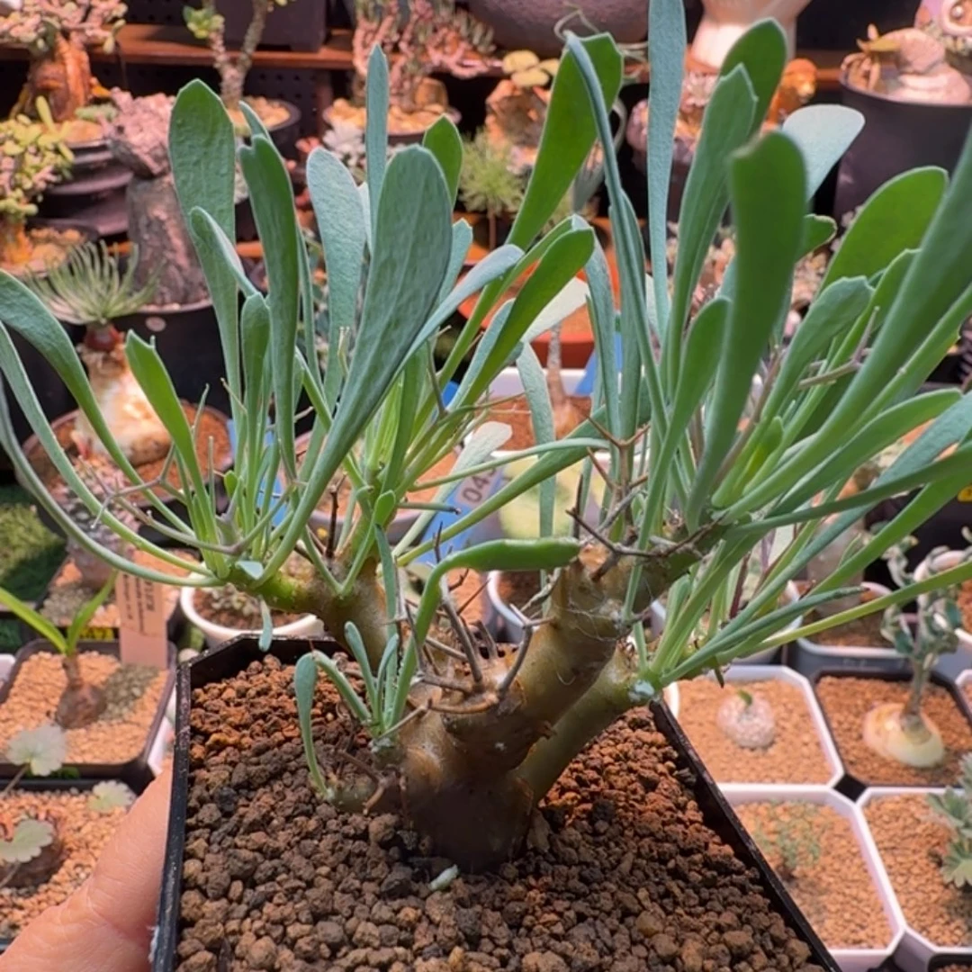 黑鬼殿110 仙人球